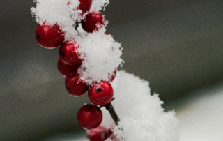 Pflanze mit Schnee bedeckt.