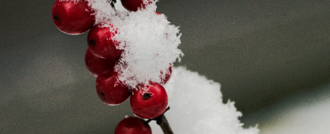 Pflanze mit Schnee bedeckt.