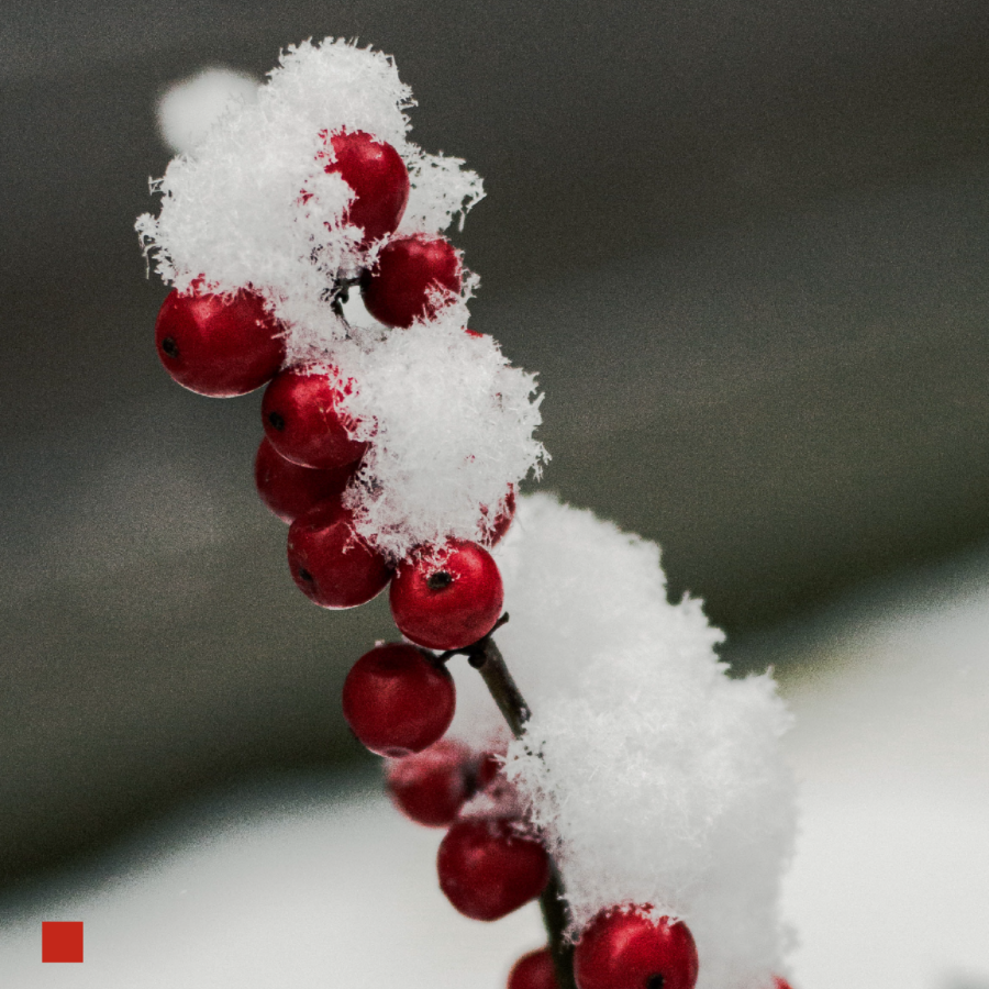 Pflanze mit Schnee bedeckt.